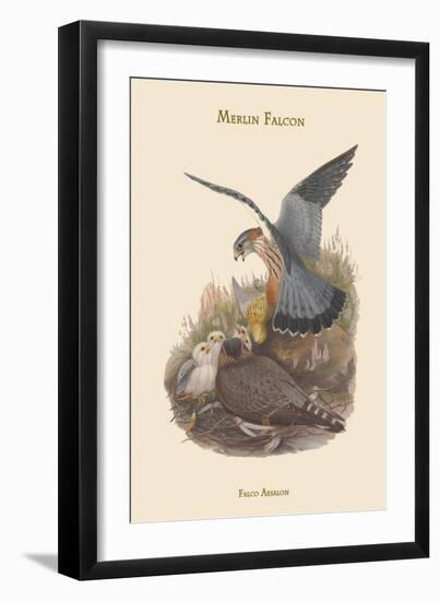 Falco Aesalon - Merlin Falcon-John Gould-Framed Art Print