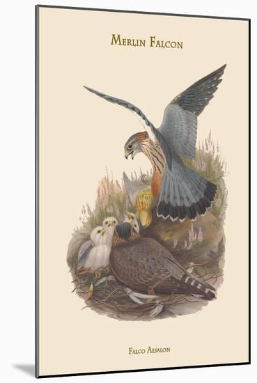 Falco Aesalon - Merlin Falcon-John Gould-Mounted Art Print
