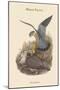 Falco Aesalon - Merlin Falcon-John Gould-Mounted Art Print