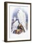 Falco Candicans-null-Framed Giclee Print