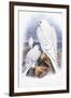 Falco Candicans-null-Framed Giclee Print