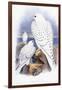 Falco Candicans-null-Framed Giclee Print