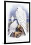 Falco Candicans-null-Framed Giclee Print