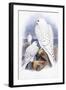 Falco Candicans-null-Framed Giclee Print