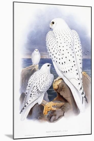 Falco Candicans-null-Mounted Giclee Print