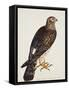 Falco Pygargus, Hen-Harrier, Fem-Christopher Atkinson-Framed Stretched Canvas