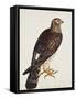 Falco Pygargus, Hen-Harrier, Fem-Christopher Atkinson-Framed Stretched Canvas