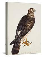 Falco Pygargus, Hen-Harrier, Fem-Christopher Atkinson-Stretched Canvas