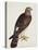 Falco Pygargus, Hen-Harrier, Fem-Christopher Atkinson-Stretched Canvas