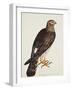 Falco Pygargus, Hen-Harrier, Fem-Christopher Atkinson-Framed Giclee Print