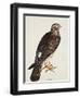 Falco Pygargus, Hen-Harrier, Fem-Christopher Atkinson-Framed Giclee Print