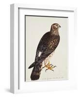 Falco Pygargus, Hen-Harrier, Fem-Christopher Atkinson-Framed Giclee Print
