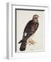 Falco Pygargus, Hen-Harrier, Fem-Christopher Atkinson-Framed Giclee Print