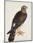 Falco Pygargus, Hen-Harrier, Fem-Christopher Atkinson-Mounted Giclee Print