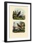 Falcon, 1833-39-null-Framed Giclee Print