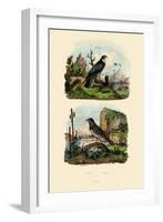 Falcon, 1833-39-null-Framed Giclee Print