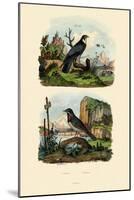 Falcon, 1833-39-null-Mounted Giclee Print