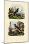 Falcon, 1833-39-null-Mounted Giclee Print