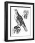 Falcon and Its Hunting Hood-null-Framed Art Print