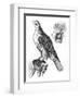 Falcon and Its Hunting Hood-null-Framed Art Print