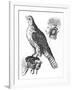 Falcon and Its Hunting Hood-null-Framed Art Print