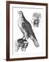 Falcon and Its Hunting Hood-null-Framed Art Print