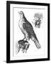 Falcon and Its Hunting Hood-null-Framed Art Print