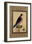 Falcon, from a Moraqqa-null-Framed Giclee Print