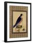 Falcon, from a Moraqqa-null-Framed Giclee Print