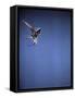 Falcon in Flight-Gjon Mili-Framed Stretched Canvas