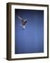 Falcon in Flight-Gjon Mili-Framed Photographic Print