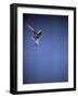 Falcon in Flight-Gjon Mili-Framed Photographic Print