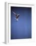 Falcon in Flight-Gjon Mili-Framed Photographic Print