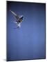 Falcon in Flight-Gjon Mili-Mounted Photographic Print