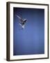 Falcon in Flight-Gjon Mili-Framed Photographic Print