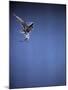 Falcon in Flight-Gjon Mili-Mounted Photographic Print