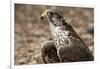 Falcon Portrait-Sheila Haddad-Framed Photographic Print