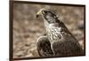 Falcon Portrait-Sheila Haddad-Framed Photographic Print