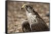 Falcon Portrait-Sheila Haddad-Framed Stretched Canvas