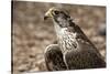 Falcon Portrait-Sheila Haddad-Stretched Canvas