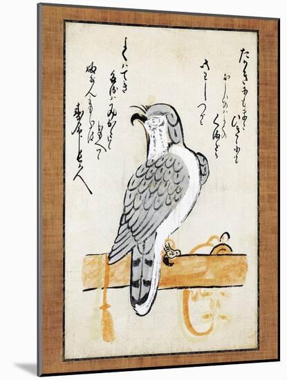 Falcon Tethered to Perch on Vertical Roll-null-Mounted Giclee Print