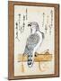 Falcon Tethered to Perch on Vertical Roll-null-Mounted Giclee Print