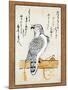 Falcon Tethered to Perch on Vertical Roll-null-Mounted Giclee Print