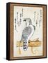 Falcon Tethered to Perch on Vertical Roll-null-Framed Stretched Canvas