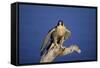 Falcon-outdoorsman-Framed Stretched Canvas