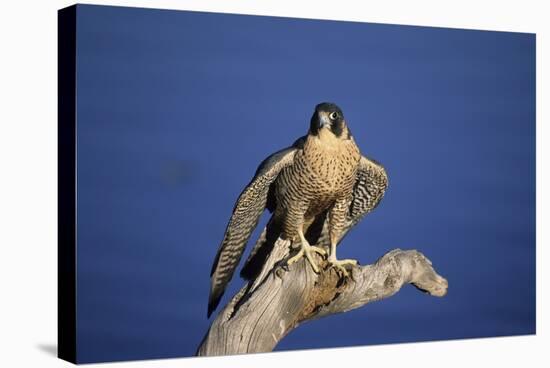 Falcon-outdoorsman-Stretched Canvas