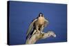 Falcon-outdoorsman-Stretched Canvas