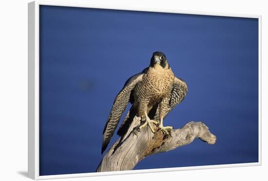 Falcon-outdoorsman-Framed Photographic Print