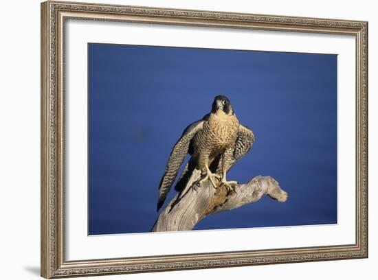 Falcon-outdoorsman-Framed Photographic Print