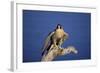 Falcon-outdoorsman-Framed Photographic Print